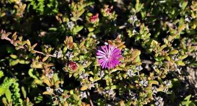 Drosanthemum intermedium, photographed by Dave Brown