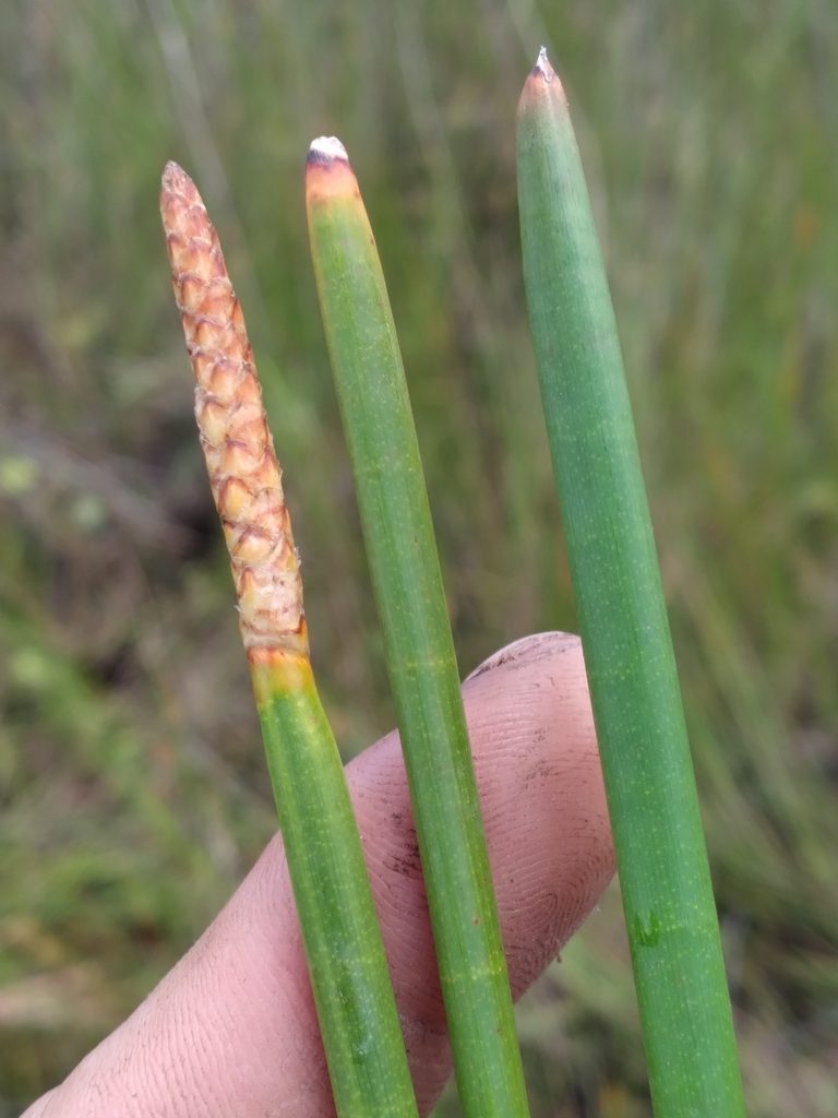 Eleocharis equisetoides, photographed by Scott Ward
