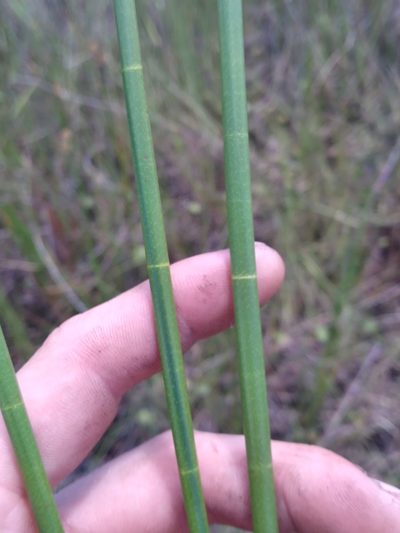 Eleocharis equisetoides, photographed by Scott Ward