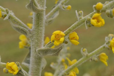 Verbascum pulverulentum, photographed by Josep Gesti