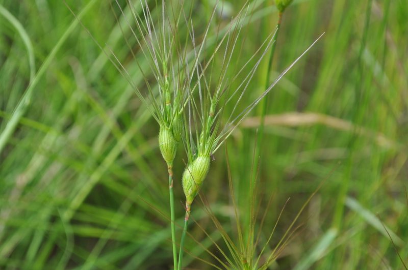 Aegilops neglecta, photographed by Josep Gesti