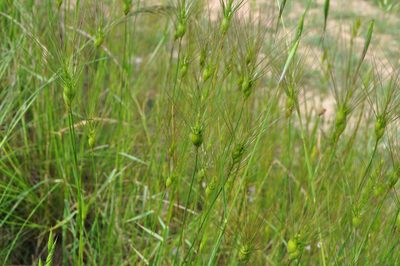 Aegilops neglecta, photographed by Josep Gesti