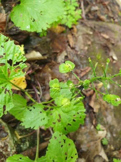 Pachyphragma macrophyllum, photographed by Дауд Арсанукаев