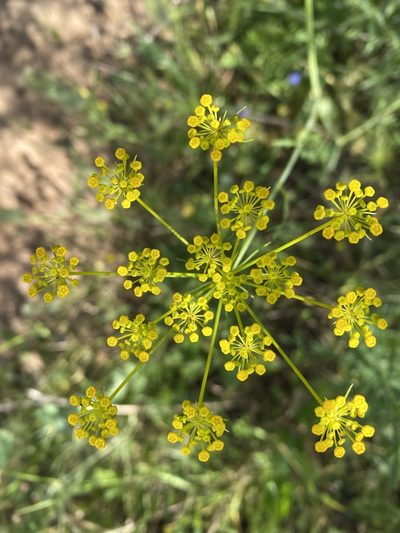 Kundmannia sicula, photographed by karim Attouche