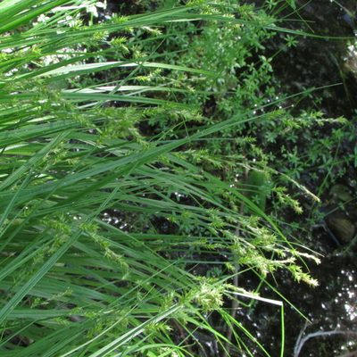 Carex elongata, photographed by Татьяна Горбушина