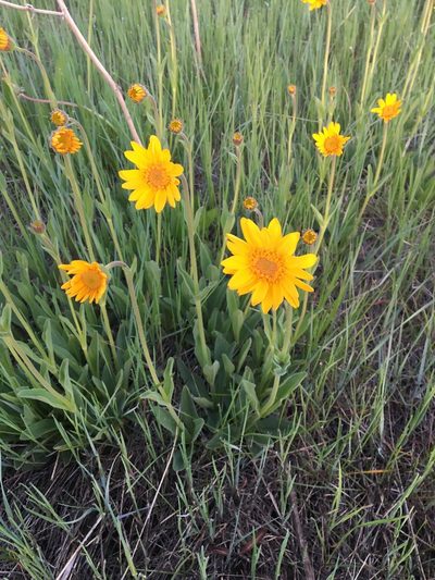 Arnica fulgens, photographed by Nick Reinicke