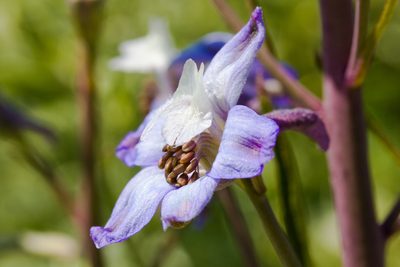Delphinium recurvatum, photographed by Ken-ichi Ueda