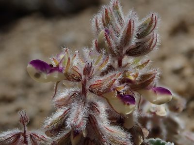 Marina calycosa, photographed by Nolan Exe