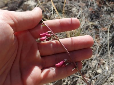 Penstemon parryi, photographed by Nolan Exe