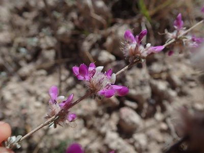 Dalea pulchra, photographed by Nolan Exe