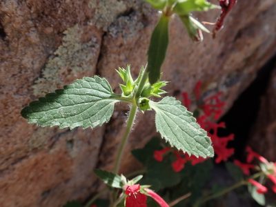 Stachys coccinea, photographed by Nolan Exe