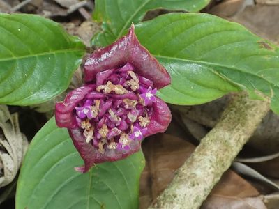 Palicourea colorata, photographed by Helio Lourencini