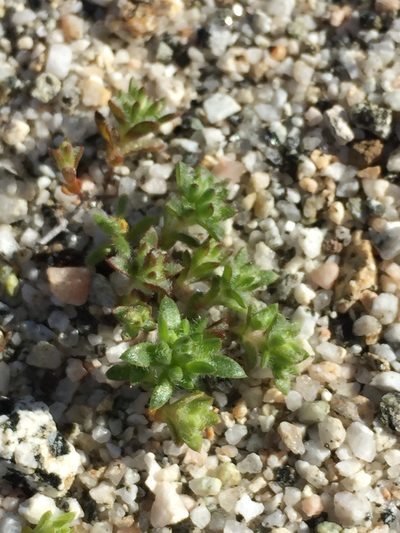 Maculigilia maculata, photographed by Lynn Sweet
