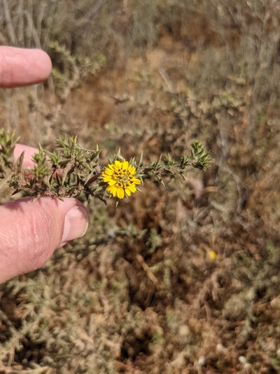 Centromadia parryi, photographed by Justin