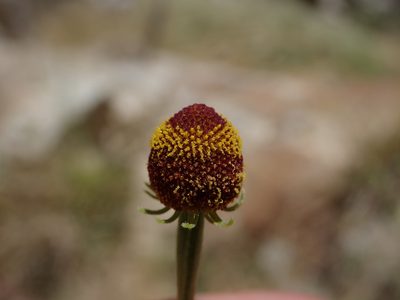 Helenium thurberi, photographed by Nolan Exe