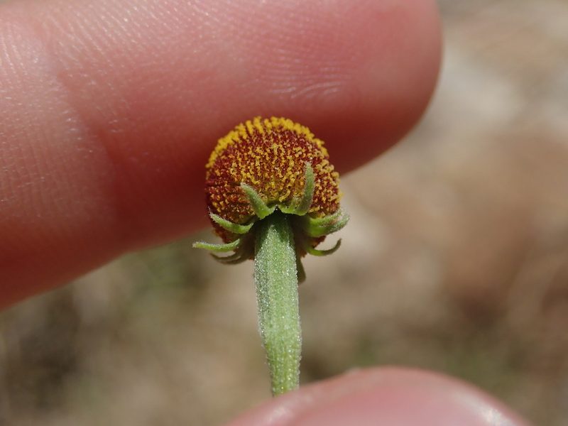 Helenium thurberi, photographed by Nolan Exe