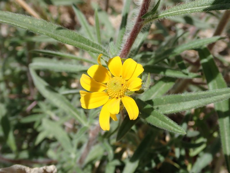 Heliomeris longifolia, photographed by Nolan Exe