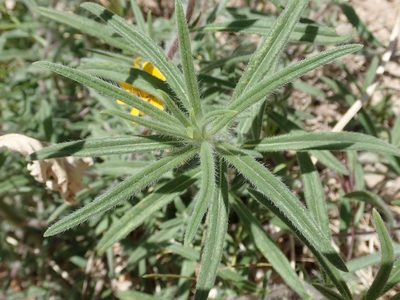 Heliomeris longifolia, photographed by Nolan Exe