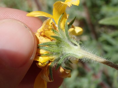 Heliomeris longifolia, photographed by Nolan Exe