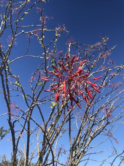 Fouquieria macdougalii, photographed by Enrique Martínez Núñez