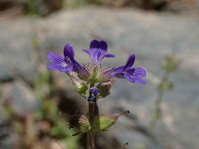 Stemodia durantifolia, photographed by Nolan Exe