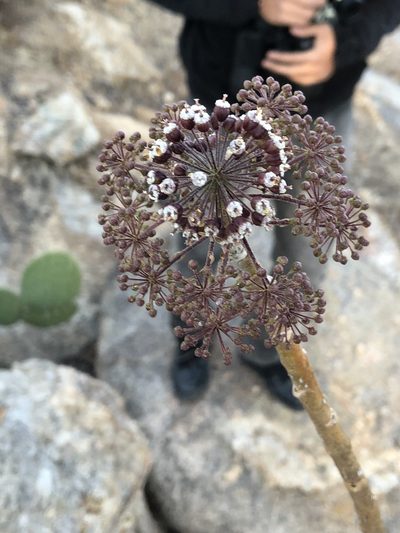 Aralia humilis, photographed by Enrique Martínez Núñez