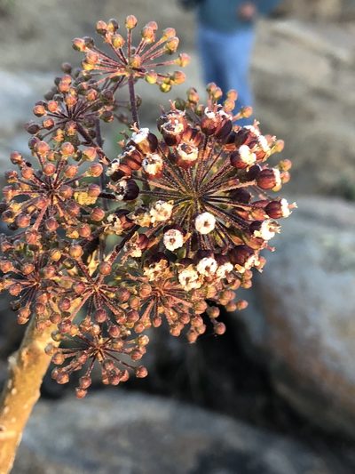 Aralia humilis, photographed by Enrique Martínez Núñez
