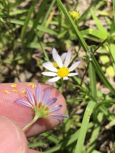 Astranthium ciliatum, photographed by Sam Kieschnick