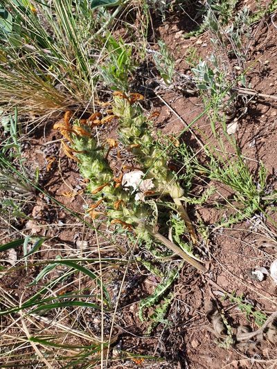 Pedicularis physocalyx, photographed by Анна Митрошенкова