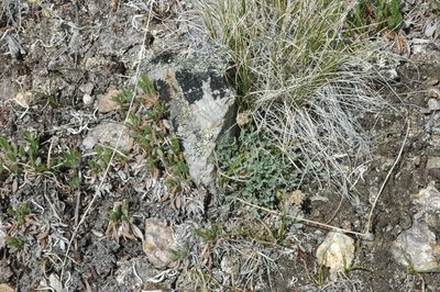 Podistera yukonensis, photographed by Syd Cannings