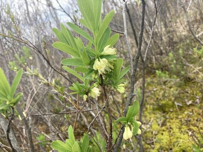 Lonicera villosa, photographed by Renee MacQuarrie