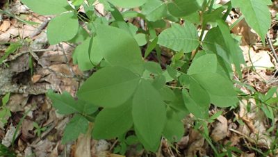Thermopsis villosa, photographed by John Abrams