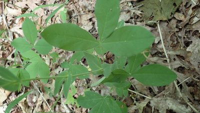 Thermopsis villosa, photographed by John Abrams