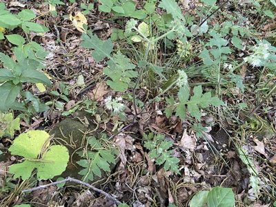 Hydrophyllum macrophyllum, photographed by Brian Finzel