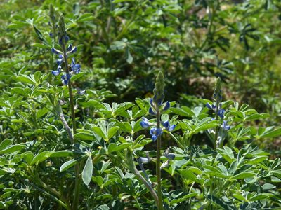 Lupinus heptaphyllus, photographed by Federico Muñoz