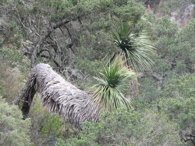 Nolina parviflora, photographed by Alexis López Hernández