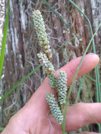 Carex verrucosa, photographed by Scott Ward