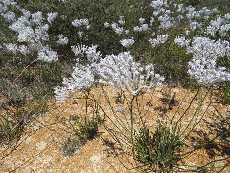 Conospermum crassinervium, photographed by Donald Hobern