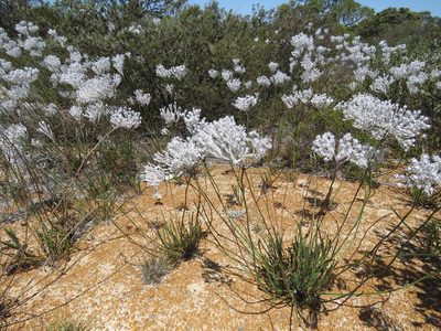 Conospermum crassinervium, photographed by Donald Hobern