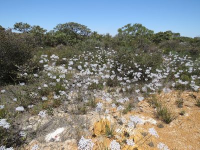 Conospermum crassinervium, photographed by Donald Hobern