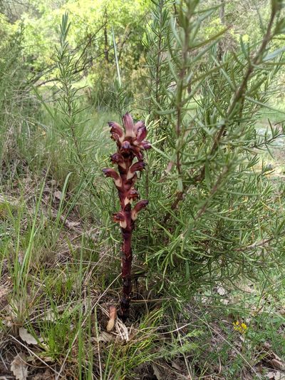 Orobanche latisquama, photographed by Mattia Menchetti