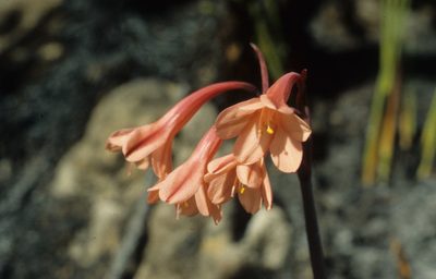 Cyrtanthus ventricosus, photographed by Tom Lloyd Evans