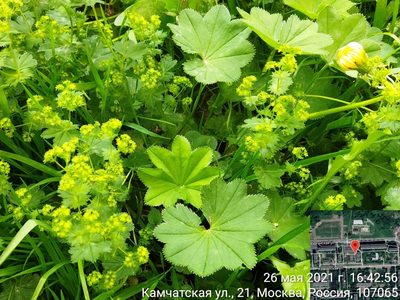 Alchemilla baltica, photographed by Екатерина Гущина