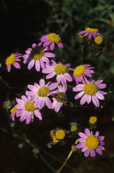 Senecio grandiflorus, photographed by Tom Lloyd Evans