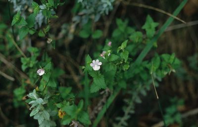 Nemesia macrocarpa, photographed by Tom Lloyd Evans