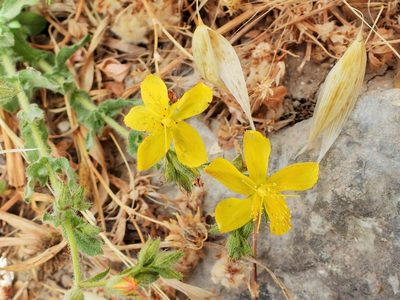 Hypericum pubescens, photographed by amantedarmanin