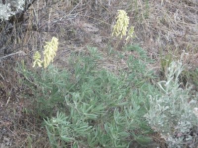 Astragalus collinus, photographed by dougbrown