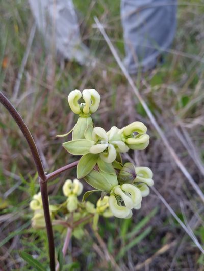 Asclepias connivens, photographed by Scott Ward