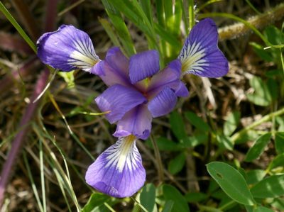 Iris pontica, photographed by Roman