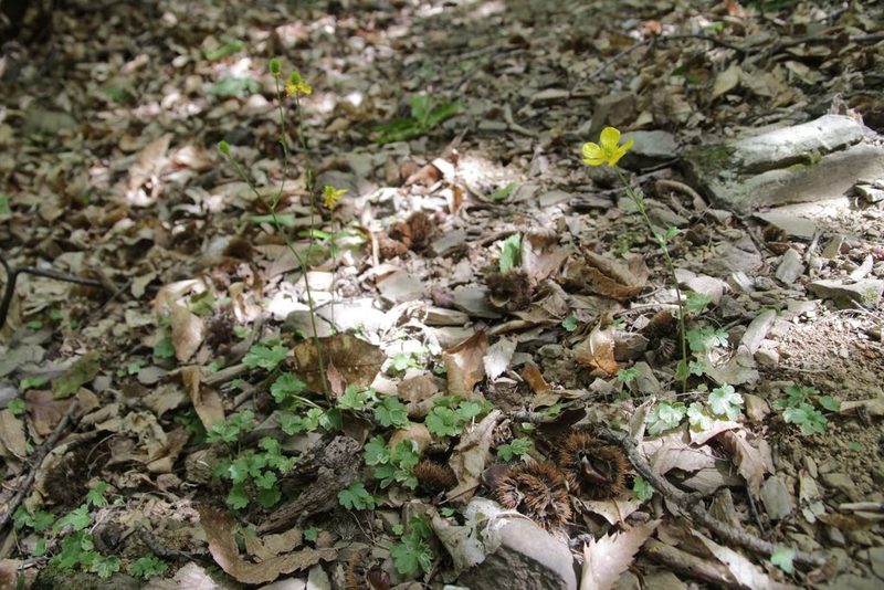 Ranunculus monspeliacus, photographed by Olivier Argagnon